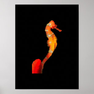 Poster Belle Baignade Cheval De Mer Figure Sur L'Avant