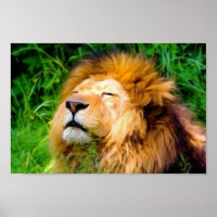 Belle Basking Homme Lion faune africaine