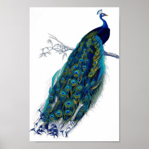 Poster Belle Blue Peacock Nature Oiseaux Plumes