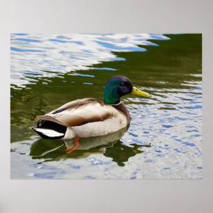 Poster Belle carte postale de canard à mâle Mallard