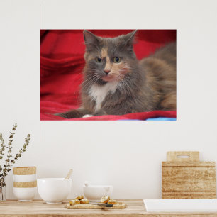Poster Belle chatte pour animaux de compagnie se détendre