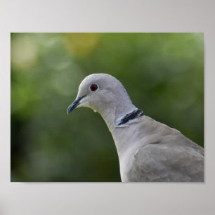 Poster Belle colombe à collier