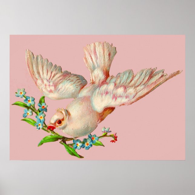 Poster belle colombe blanche avec sprig dans la bouche (Devant)