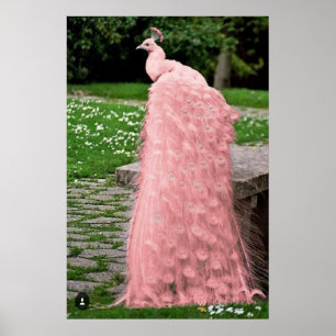 Poster Belle couleur rose plumes Peacock Bird