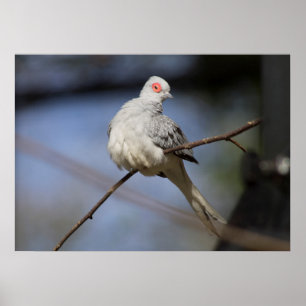 Poster Belle douceur Diamond Dove