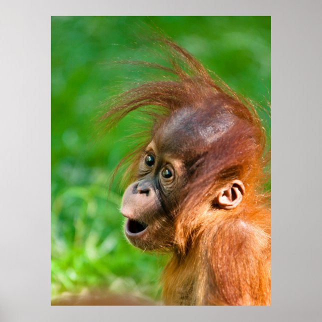Poster Belle drôle bébé orangoutan singe animal souriant (Devant)