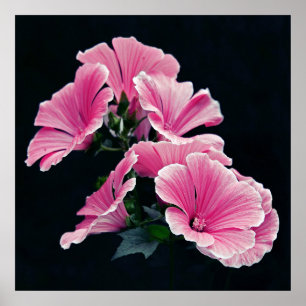 Poster Belle Élégante Fleurs Roses de Mallow Rose