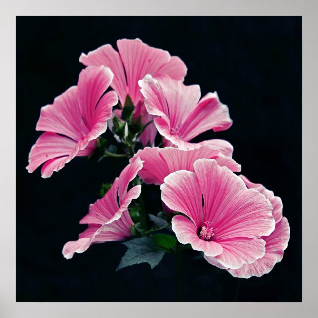 Poster Belle Élégante Fleurs Roses de Mallow Rose (Devant)