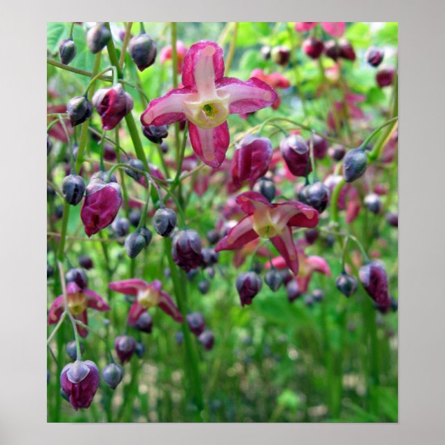 Poster Belle Epimedium Fleurs et bourgeons Printemps Phot (Devant)