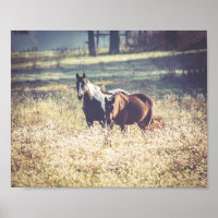 Belle ferme de chevaux Animaux