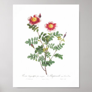 Poster Belle Fille Vintage Rose