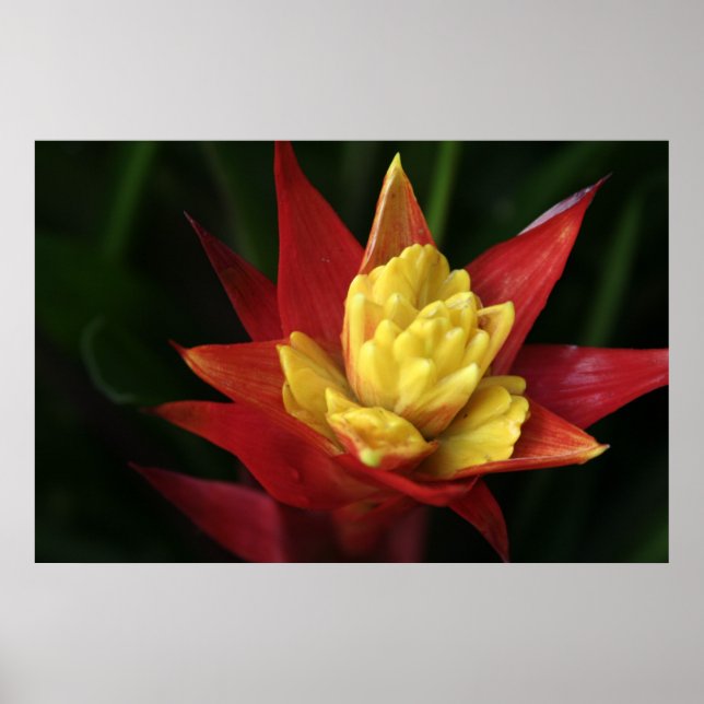 Poster Belle Fleur (Devant)