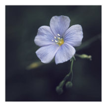 Belle Fleur Bleue Flax Faisy Élégante