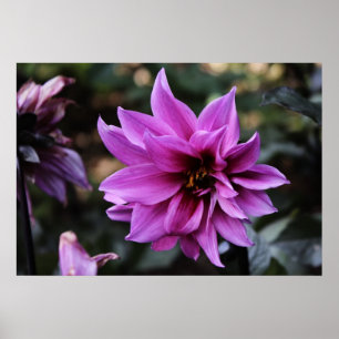 Poster Belle fleur de dahlia