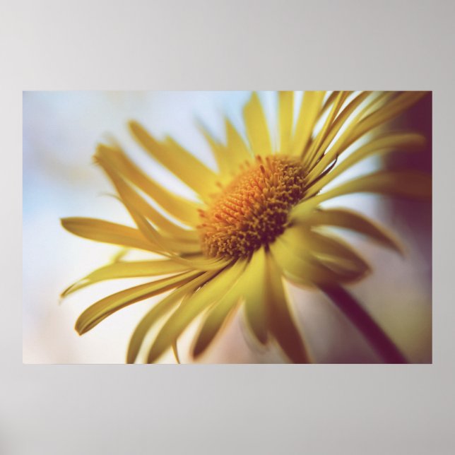 Poster Belle Fleur de marguerite Abstraite et élégante (Devant)