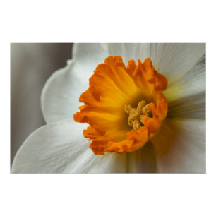 Poster Belle Fleur de Narcisse en Macro