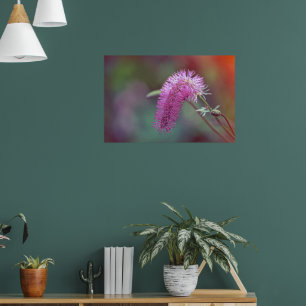 Poster Belle fleur de prairie