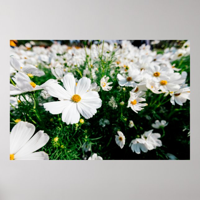 Poster Belle fleurs de cosmos blanc fleurissant dans la g (Devant)