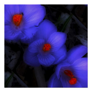 Poster Belle floraison de crocus bleu pourpre