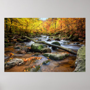 Poster Belle forêt d'automne