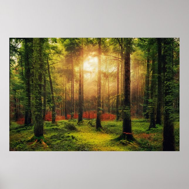 Poster Belle forêt d'été Sunrise Paysage (Devant)