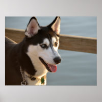Belle Husky Photographie Chien à traîneau