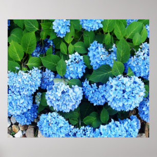 Poster Belle Hydrangée Bleue