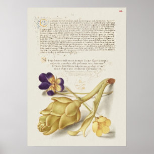 Poster Belle illustration botanique Vintage