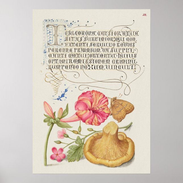 Poster Belle illustration botanique Vintage (Devant)