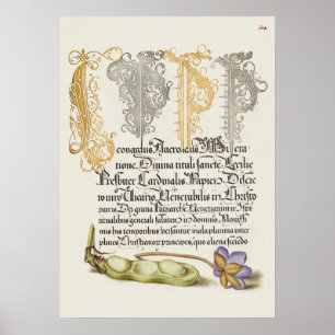 Poster Belle illustration botanique Vintage
