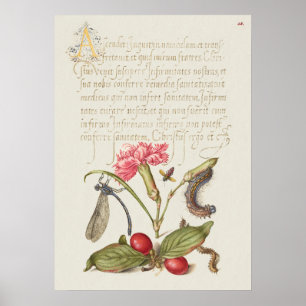 Poster Belle illustration botanique Vintage