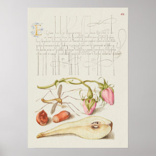 Poster Belle illustration botanique Vintage