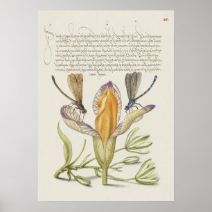 Poster Belle illustration botanique Vintage