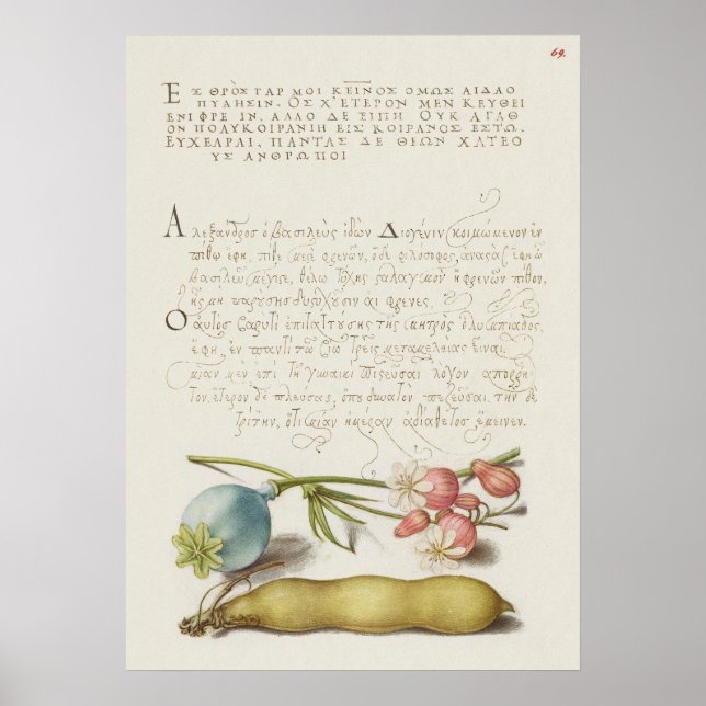 Poster Belle illustration botanique Vintage (Devant)