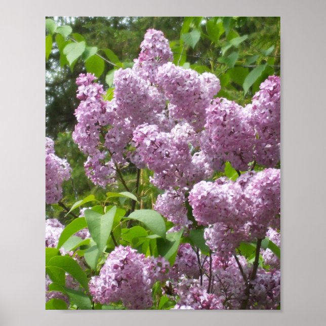 Poster Belle Lilacs - Photo Florale (Devant)