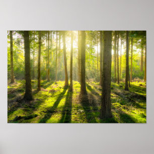 Poster Belle lumière de forêt
