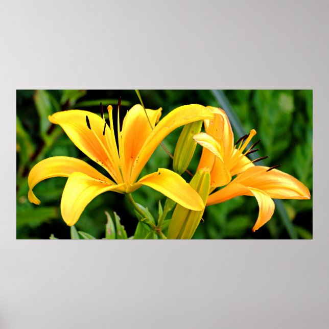 Poster Belle Lys Jaune (Devant)