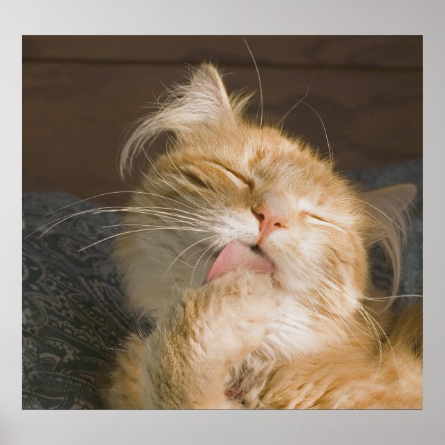 Poster Belle Maine Coon Cat Preening Photo (Devant)