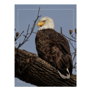 Poster Belle maman (Aigle)