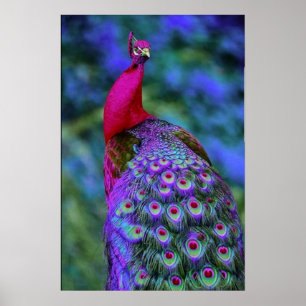 Poster Belle Météo Rouge Violet Couleur Peacock Oiseau