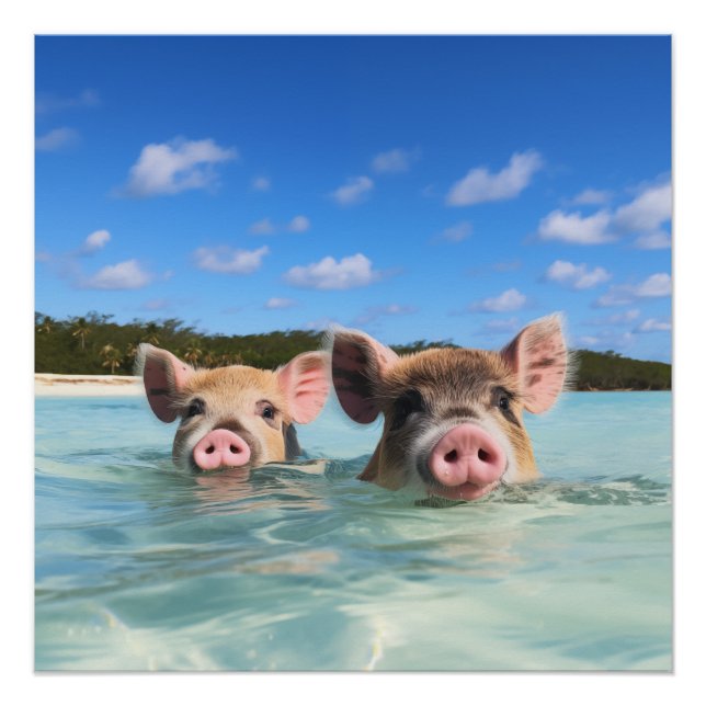 Poster Belle natation Cochon Exuma Bahamas (Devant)