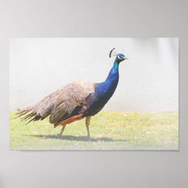 Poster Belle Peacock Bird Walking (Devant)