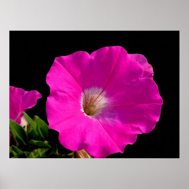 Poster Belle pétunia rose en noir (Devant)