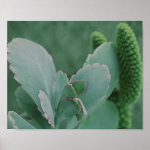 Poster Belle photo d'art Plante du désert