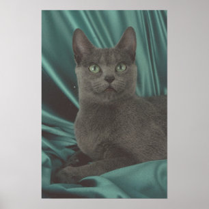 Poster Belle photo de chat gris