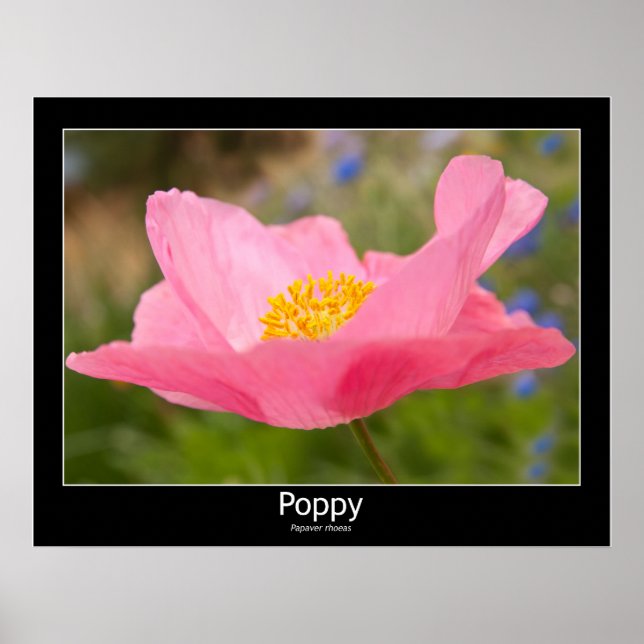 Poster Belle photo de gros plan de pavot rose (Devant)