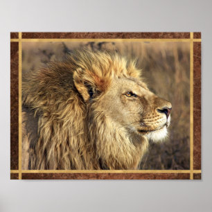 Poster Belle photo de lion