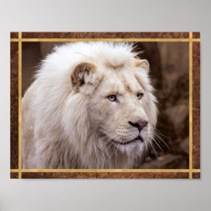 Poster Belle Photo de Lion Blanc