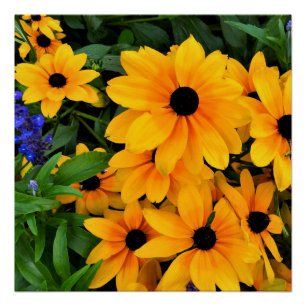 Poster Belle photo de marguerite jaune