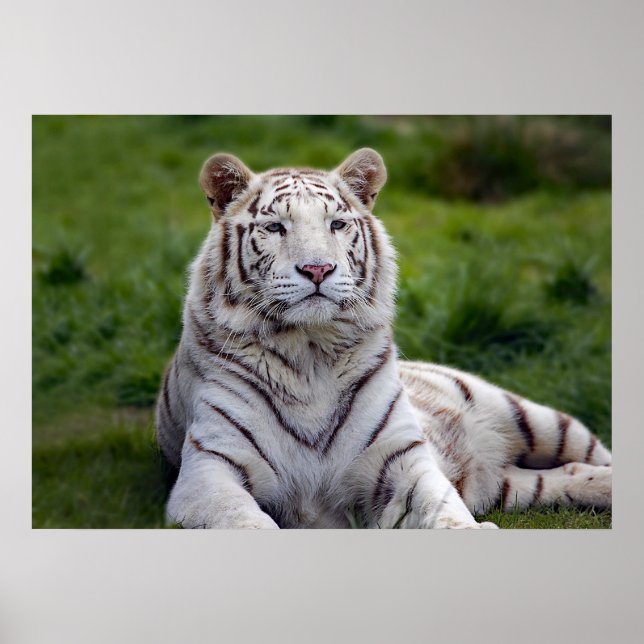 Poster Belle photo de tigre blanc (Devant)